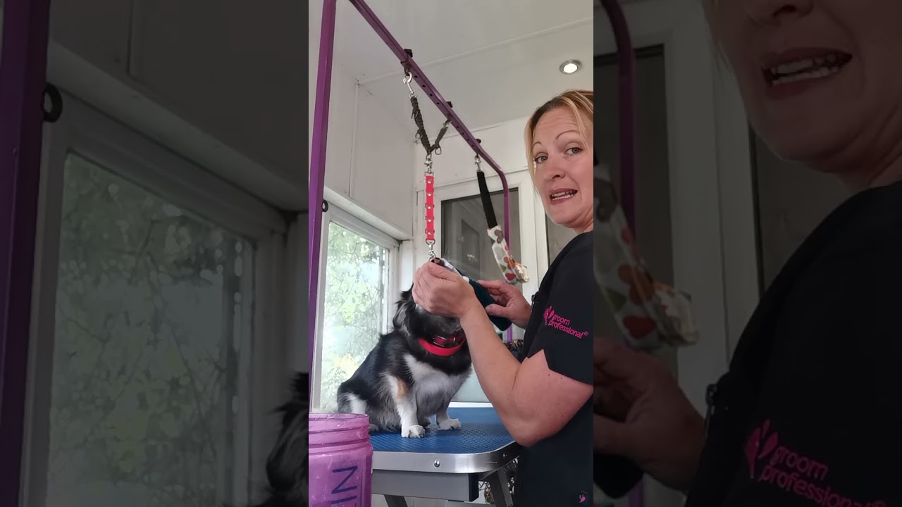 How to use the Emmi Pet ultrasonic toothbrush