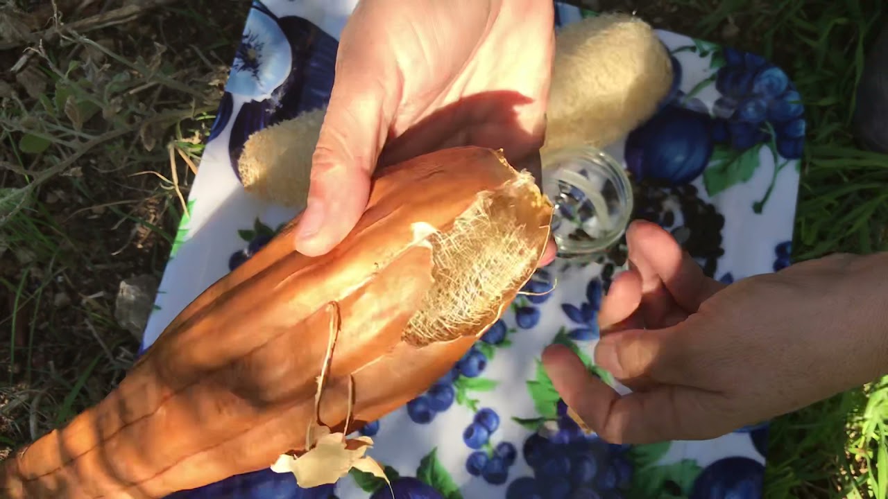 Comment récolter les graines de luffa ?