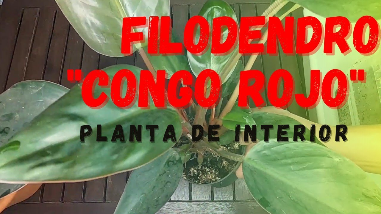 Como cuidar el filodendro, 
