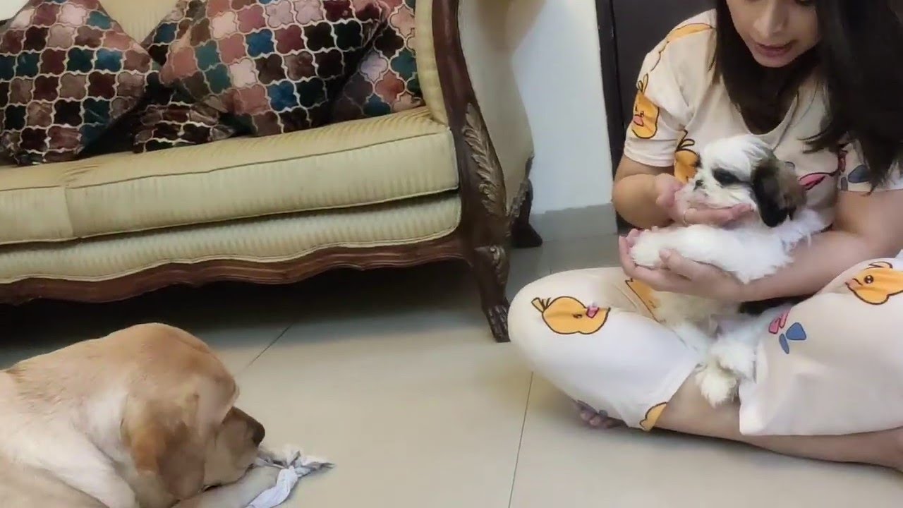 Labrador MILO feeling Jealous 😯