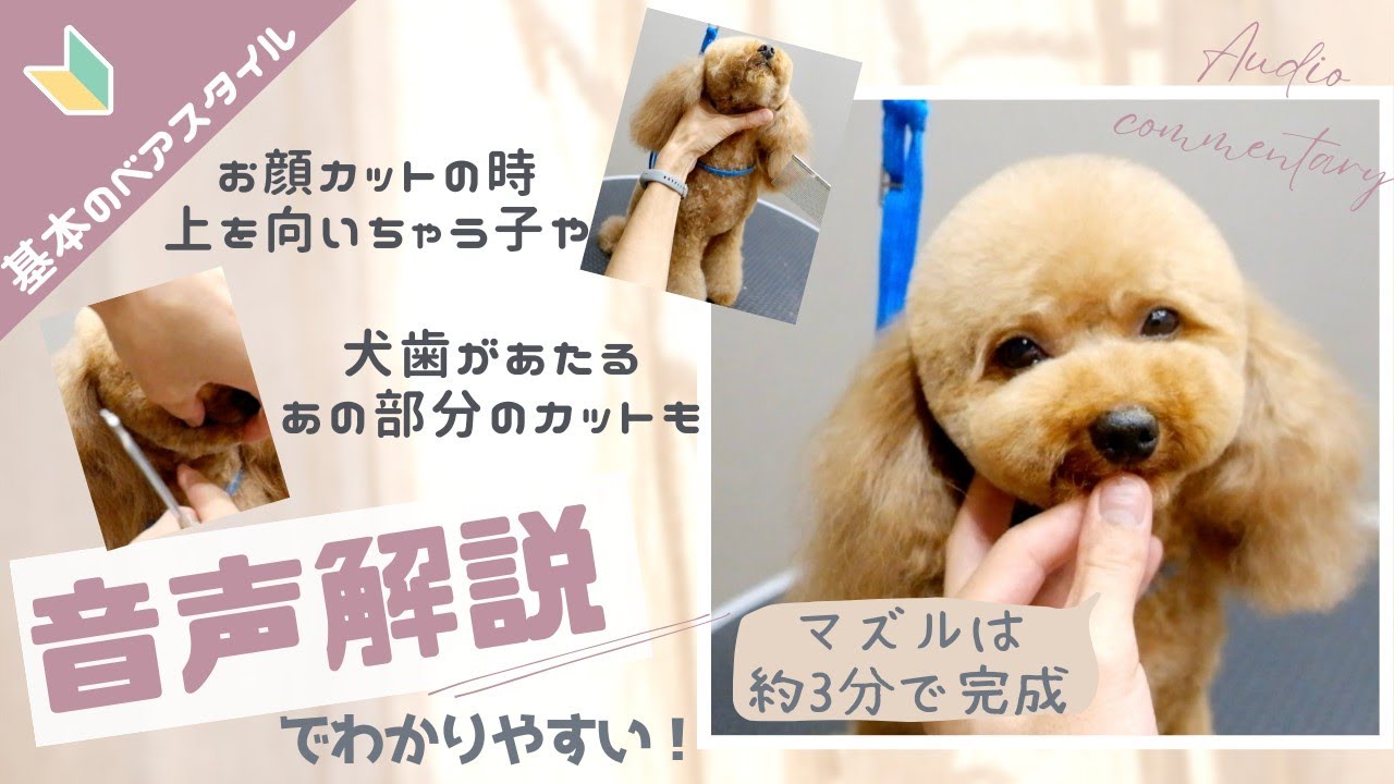 【音声解説】ベアカットのポイントをぎゅっと詰め込んでみました！
