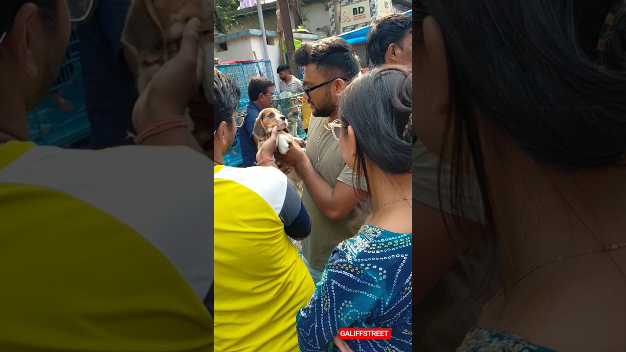 galiff street pet market | dog market Kolkata 