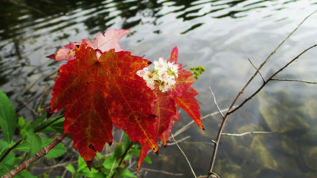 Flack Lake: Cool Afternoon in August