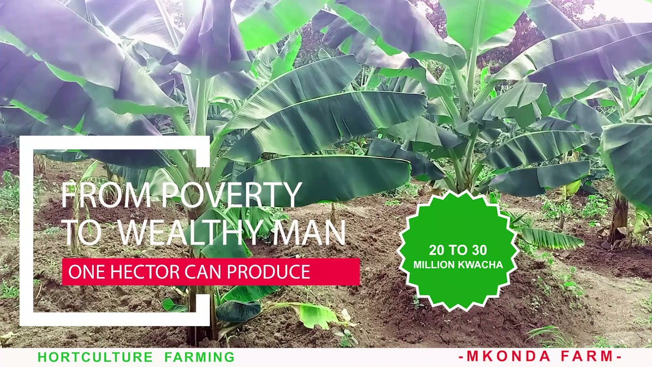 Banana Plantations in Malawi