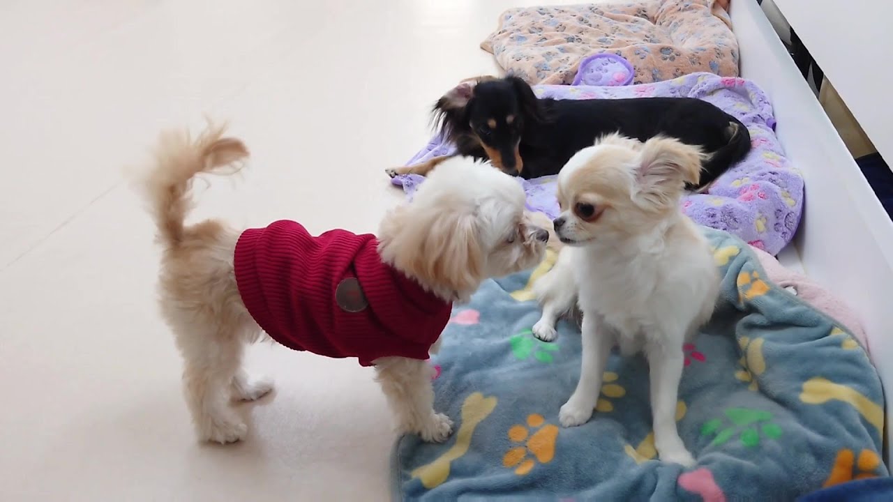 チワプーガールとチワワガール再会する　🐶ひみつきちなう！①🐶  2026年1月28日