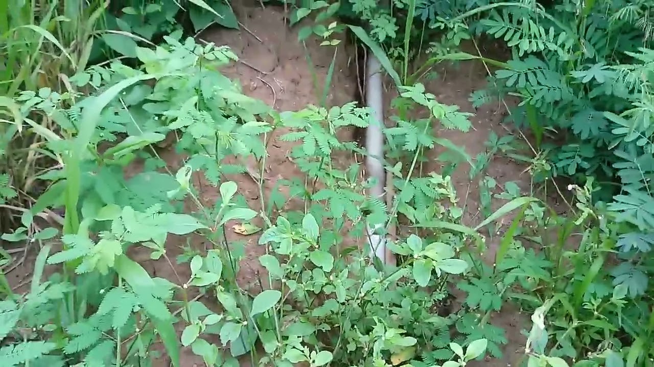 SÍTIO A VENDA PRÓXIMO A VILA MENDES LIMOEIRO-PE ZAP 9683 3069.