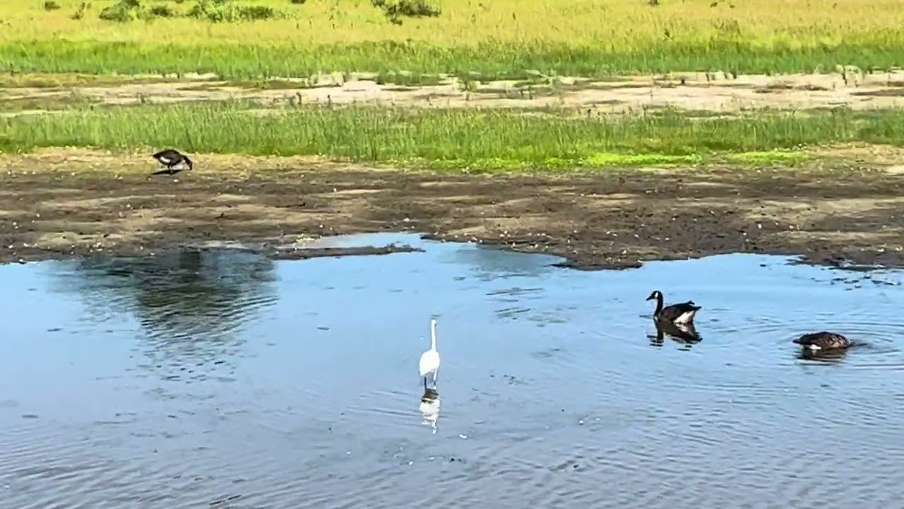 Chincoteague Island