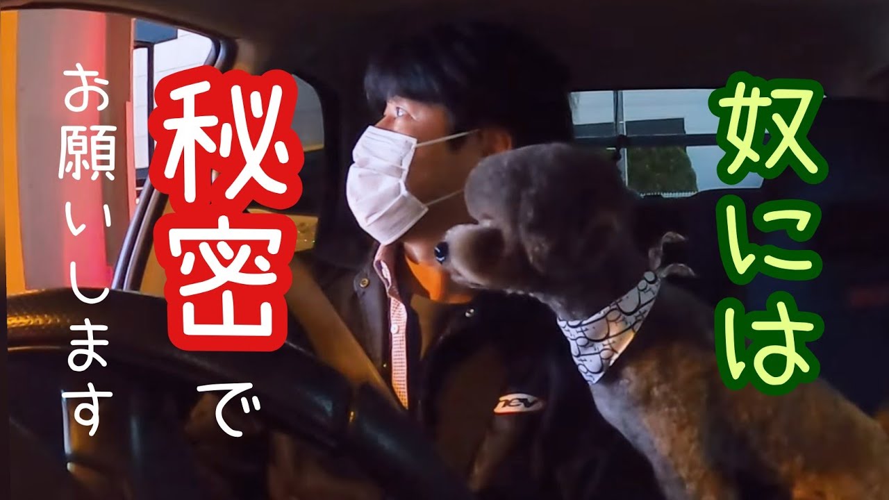 内緒であそこに行きました。誰にも言ってはいけません！ハスキー犬と保護犬トイプードル