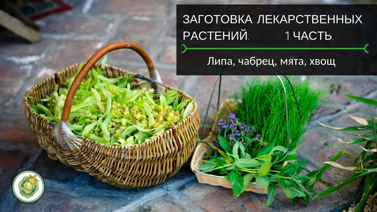 Сбор и заготовка лекарственных растений - липа/чабрец/мята/хвощ