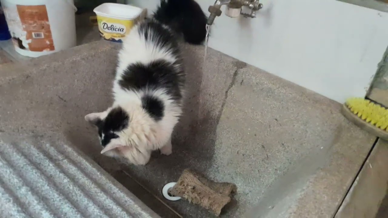 VOVÓ MOSTRANDO OS ANIMAIS.