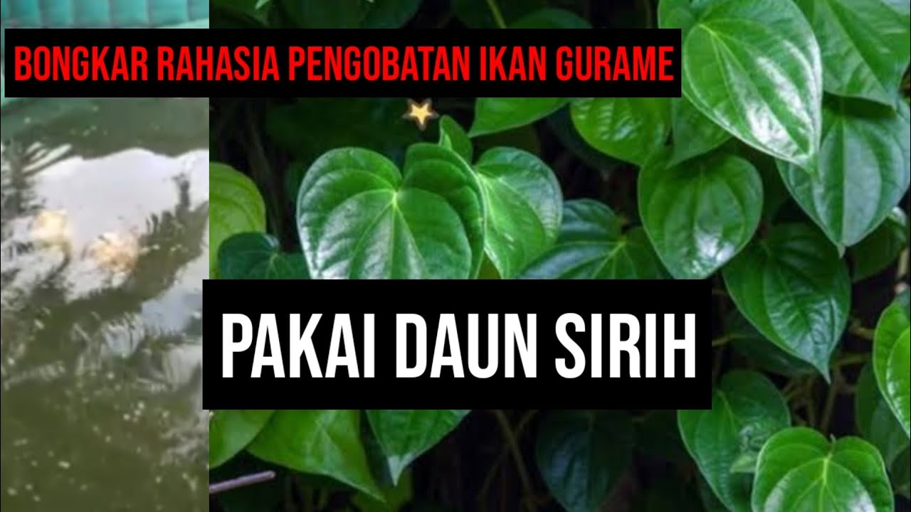 BONGKAR RAHASIA PENGOBATAN IKAN GURAME, PAKAI DAUN SIRIH