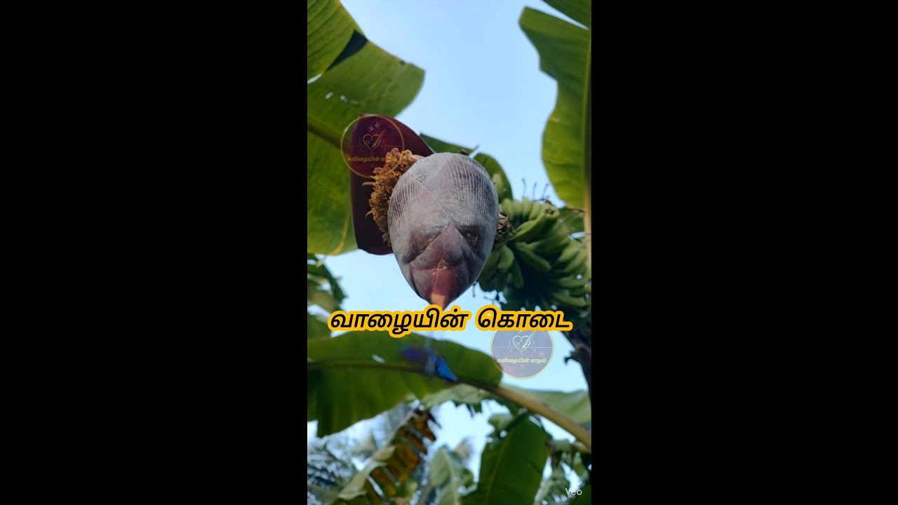 வாழையின் கொடை #வாழைப்பூ #BananaFlower #இயற்கை Kavithaiyin Kathal is live