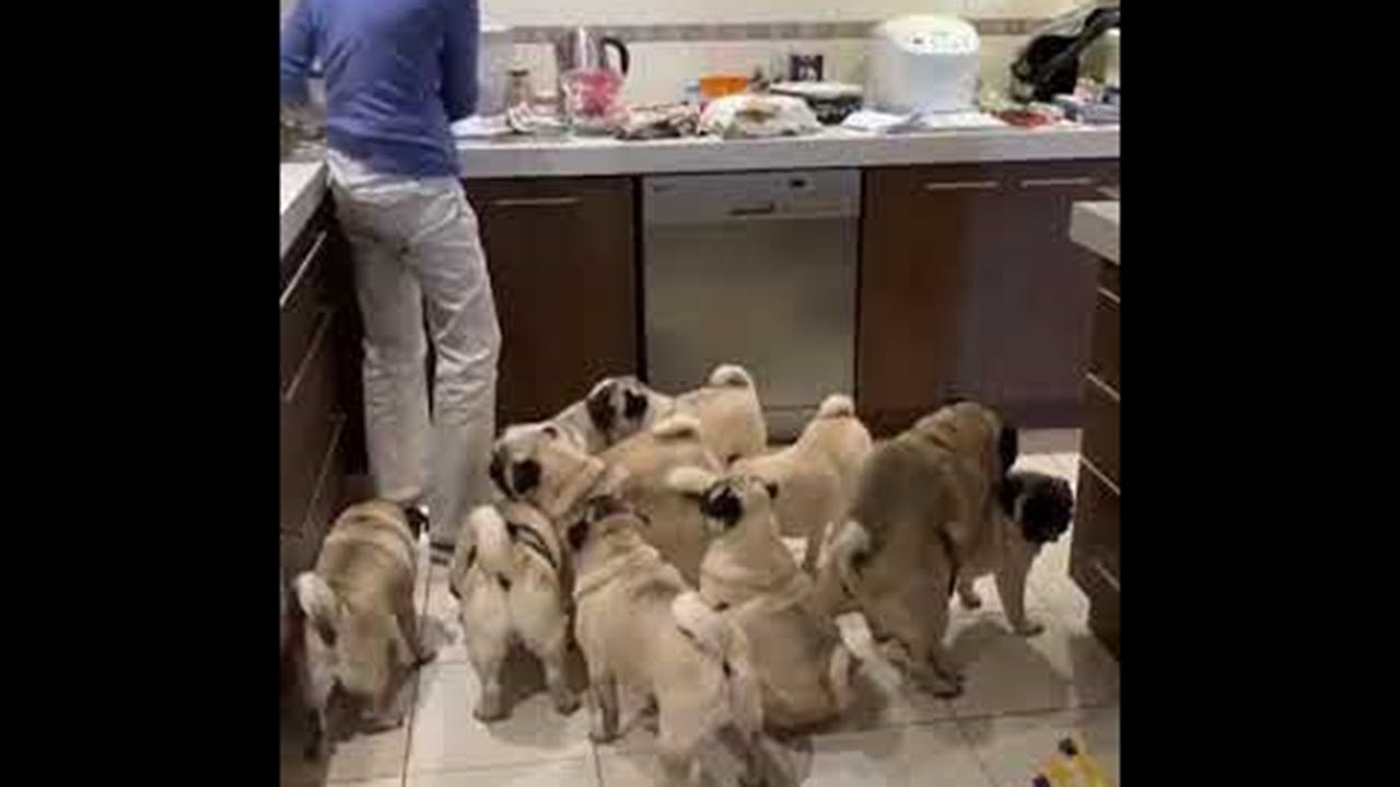 Feeding a Horde of Adorable Pugs || ViralHog