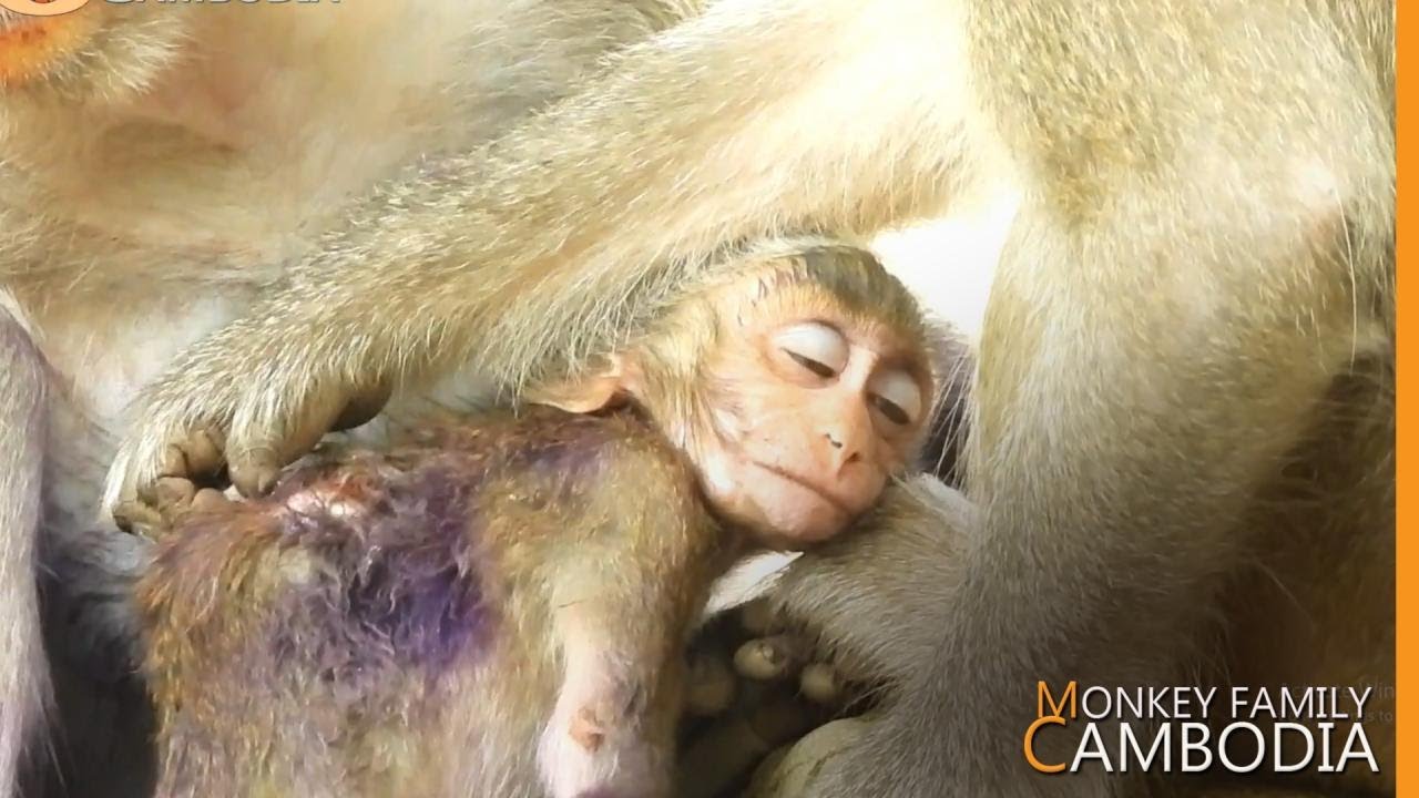 OMG... Gladdis Worsen Janna's Wound By Grooming Too Much. Jane Should Stop Her.