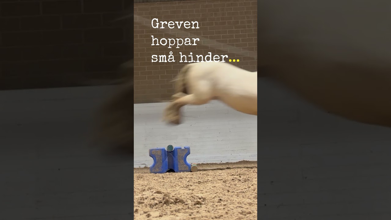 Greven hoppar sm&aring;hinder  #dressyr #horse #h&auml;st #ridning