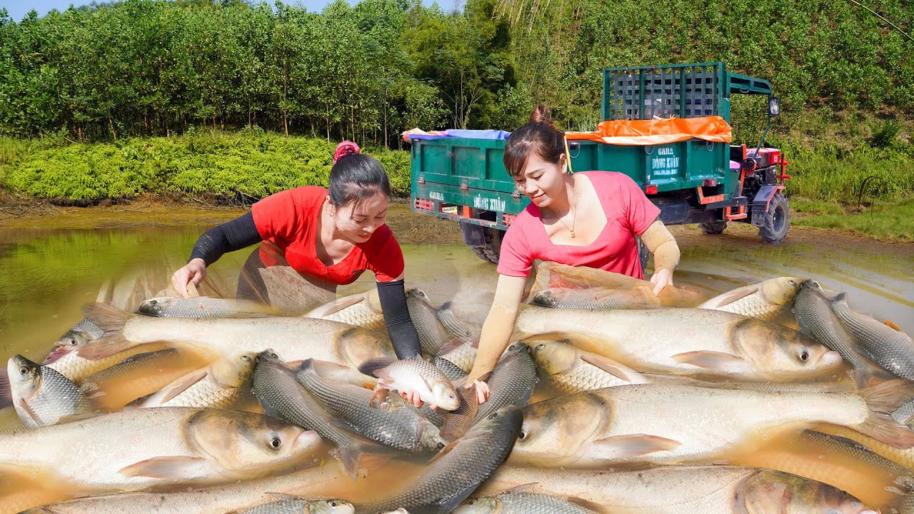 Harvest Many Fish At PHAN VANG Fish Pond Goes To Countryside Market Sell | Daily Farm