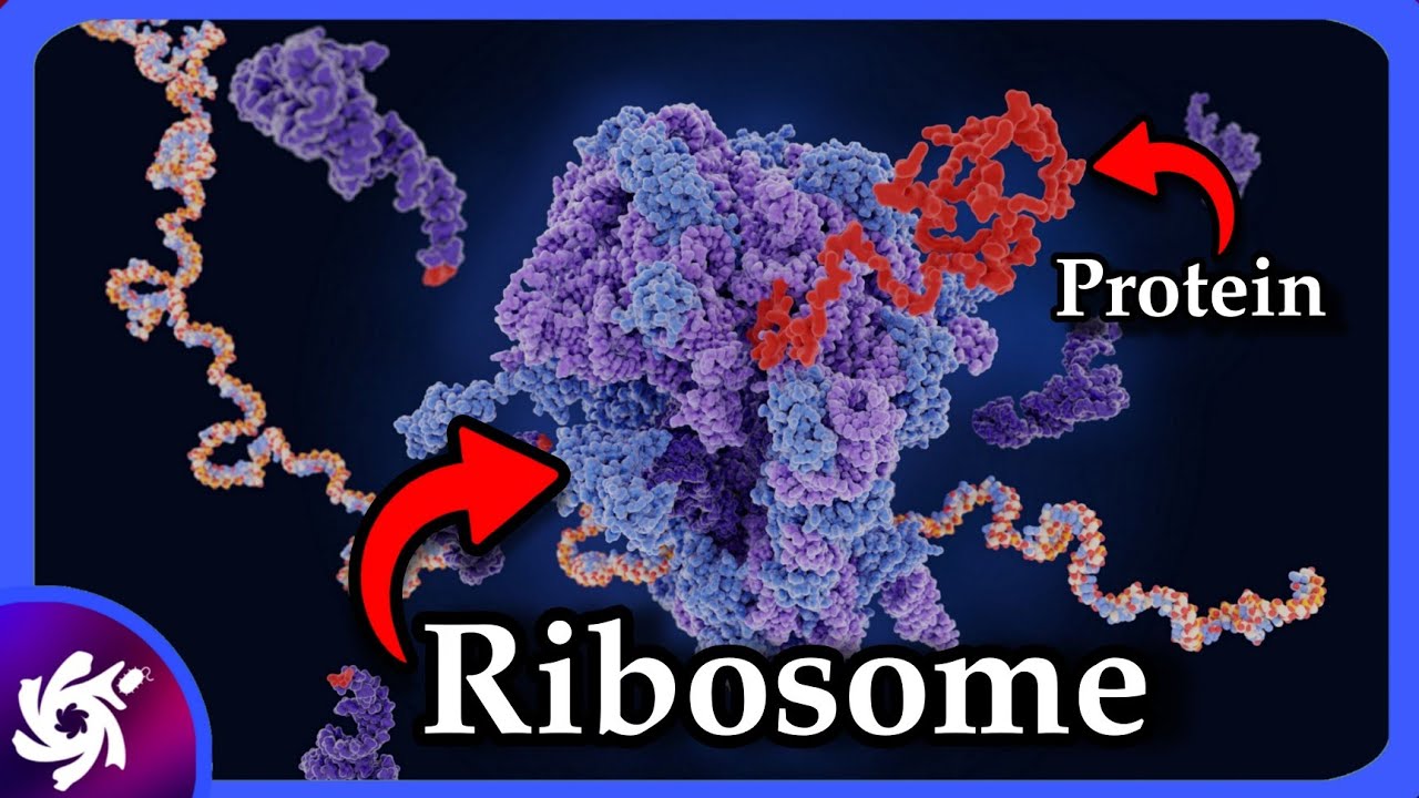 Ribosomes Structure and Function | Ribosomes and Protein Synthesis