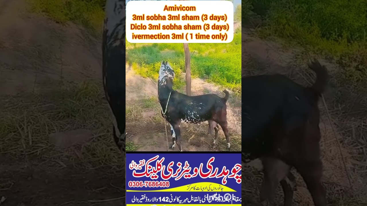 chakri ki bemari ka ilaj | Bakrion main chakri ki bemari | listeriosis in goats | bakrion ka ghomna