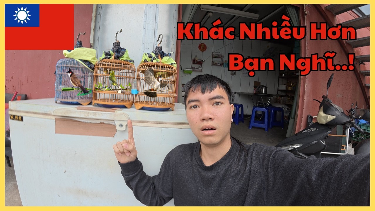 Nuôi Chim Ở Đài Loan Khác Gì So Với Nuôi Chim Ở Việt Nam / Mạnh Dũng