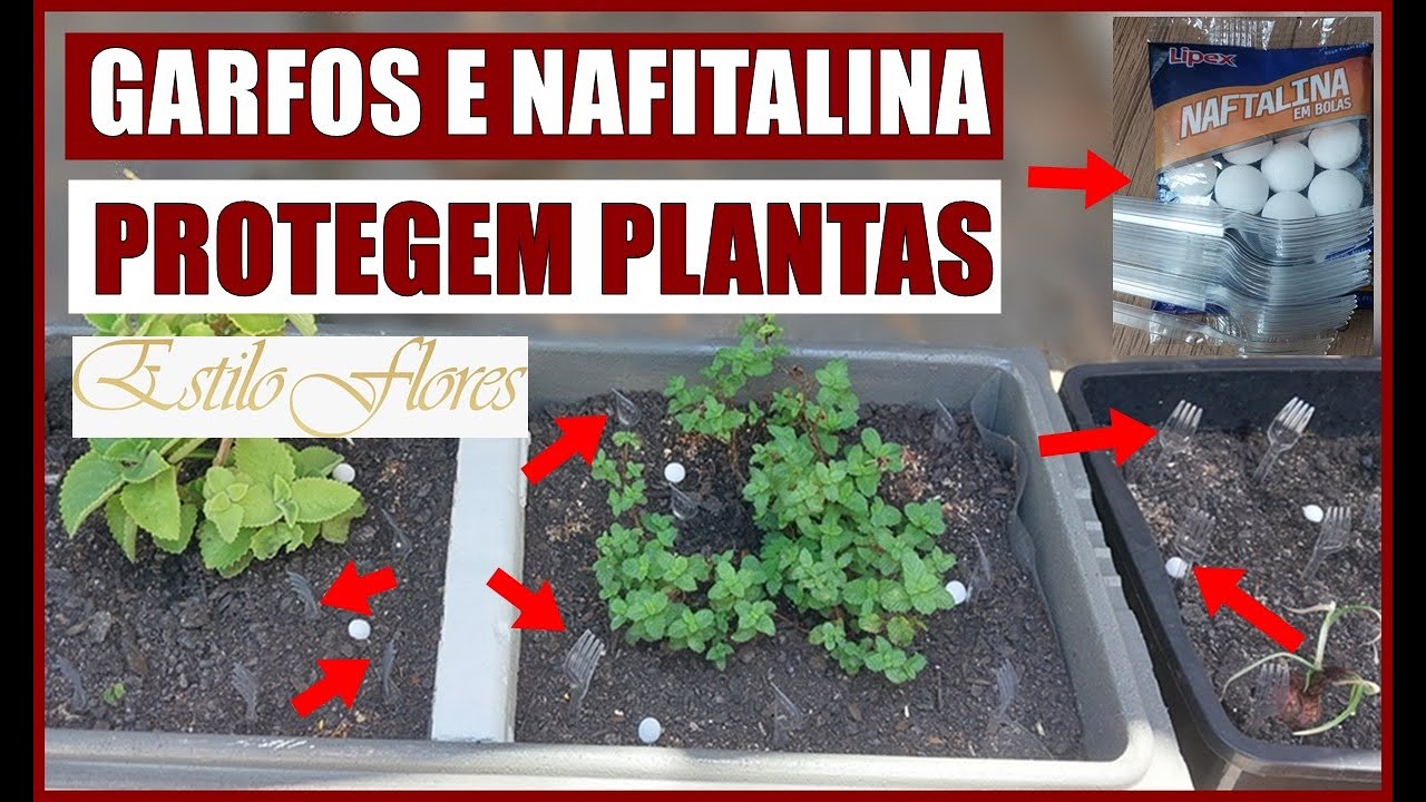 PORQUE COLOCO GARFOS EM MEUS VASOS #plantas #vasos #minhasplantas