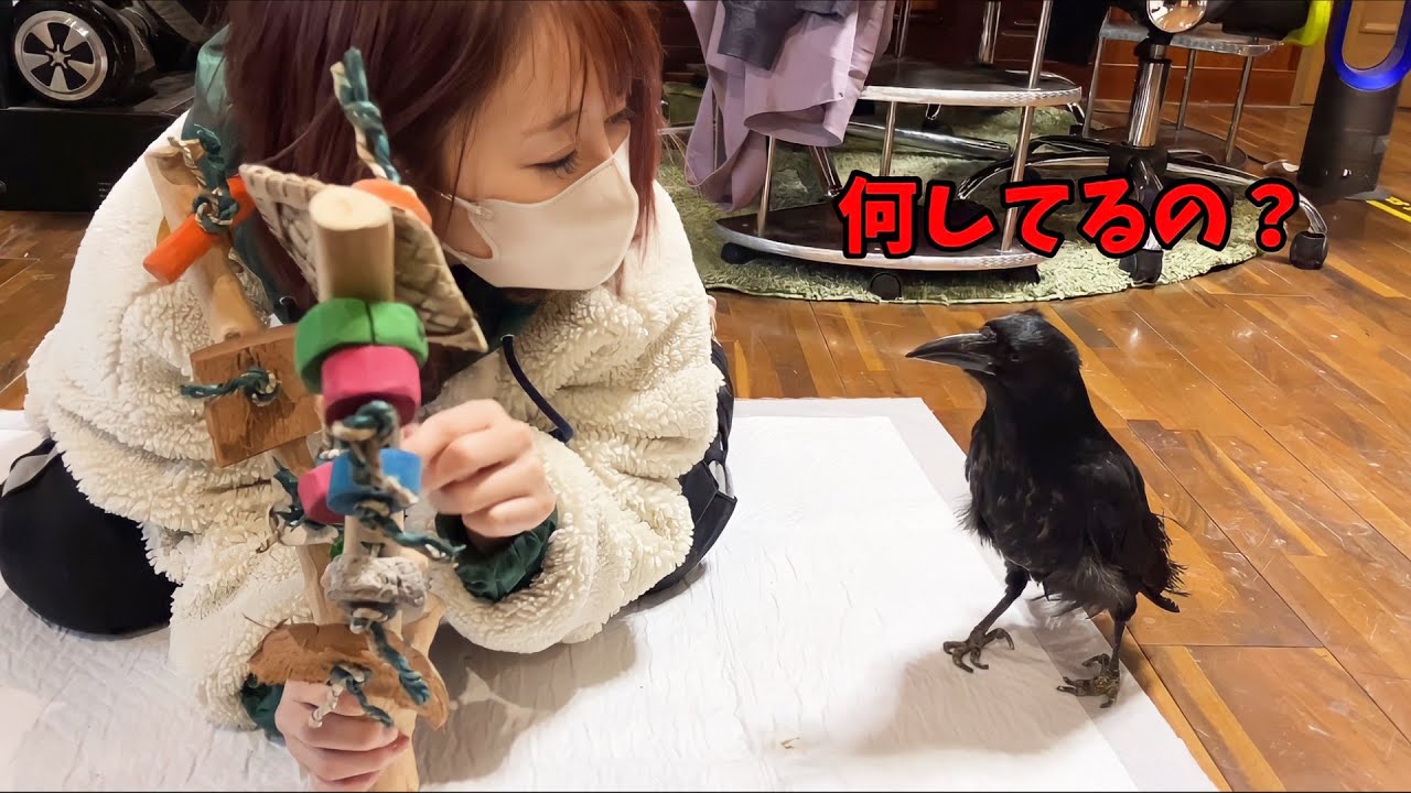 成長とともに賢さが増していくカラスのささみ