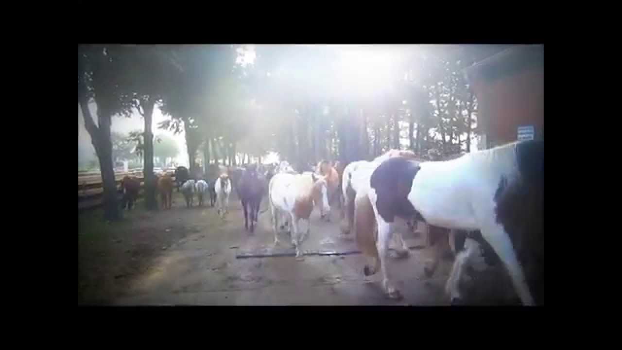 Junkern Beel Eintrieb Sommer 2011