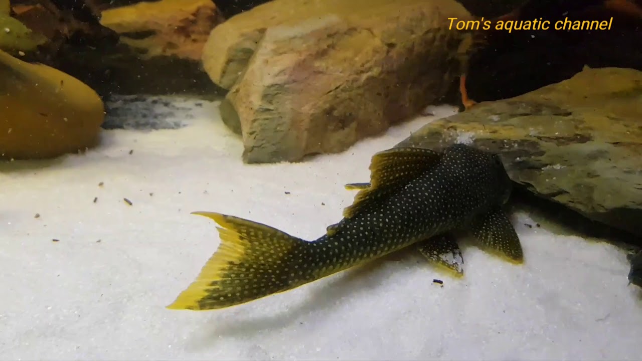 Pleco collection #2

HD - Tom's aquatic channel