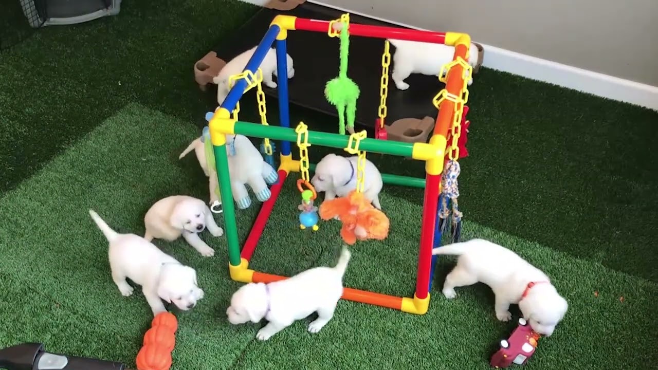 Cute White Lab Puppy Live Stream Compilation Highlights - August 2022