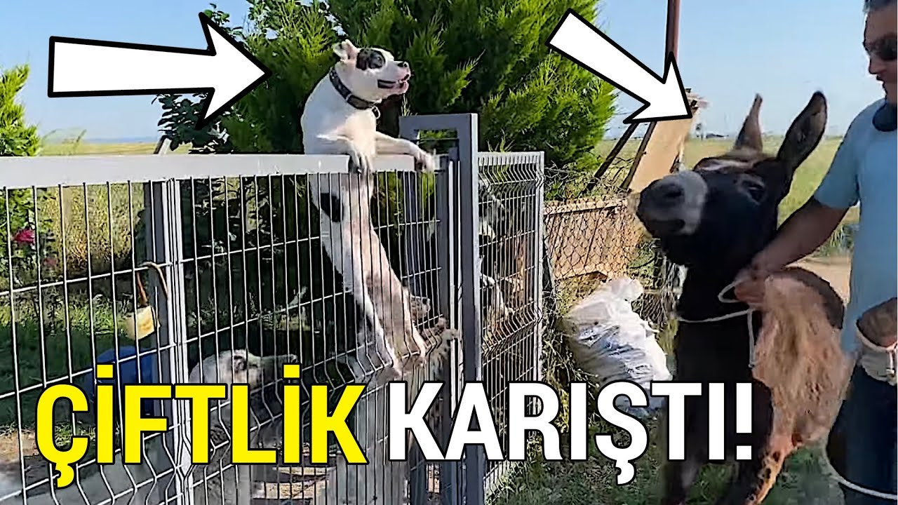Eşek Aldım Pişman Oldum Köpekler Deliye Döndü!!