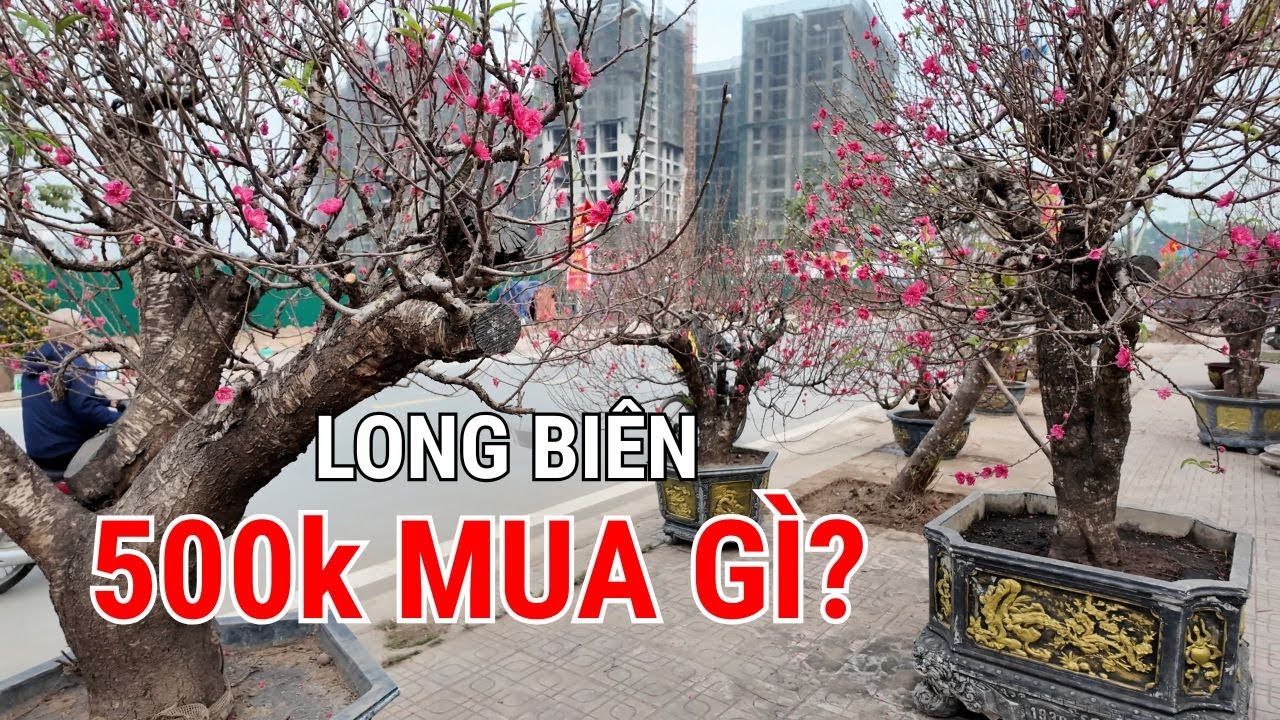 Cầm 500k đi chợ hoa Tết Long Biên có mua được 