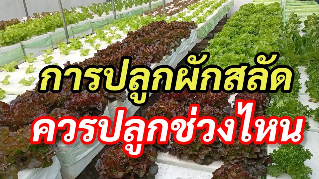 ผักสลัดควรปลูกช่วงไหน |ผักสลัดสูงเนิน พรไฮโดรโปนิกส์