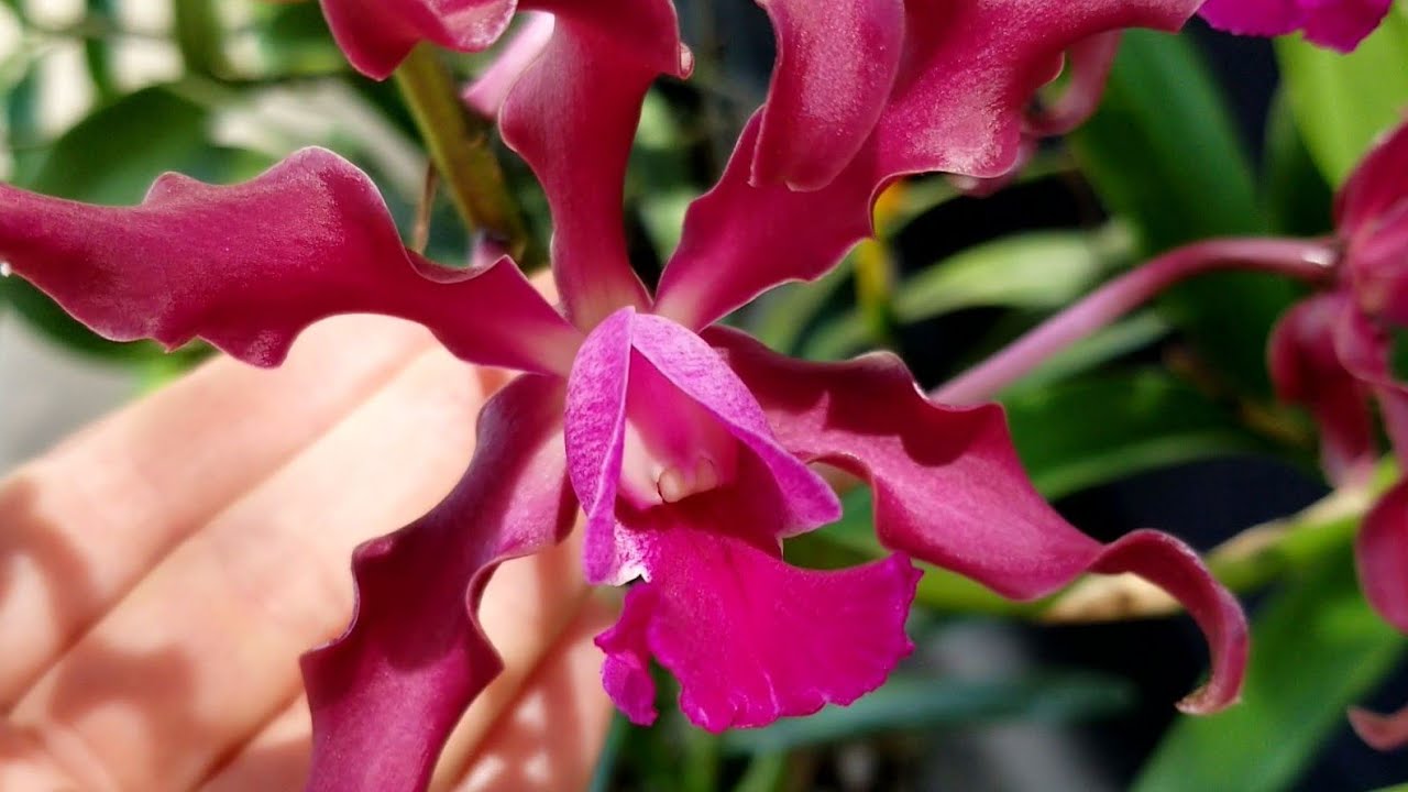 ORCHID SHOPPING for MOTHERS DAY. PLANTIO LA ORQUIDEA IN SARASOTA, FL.