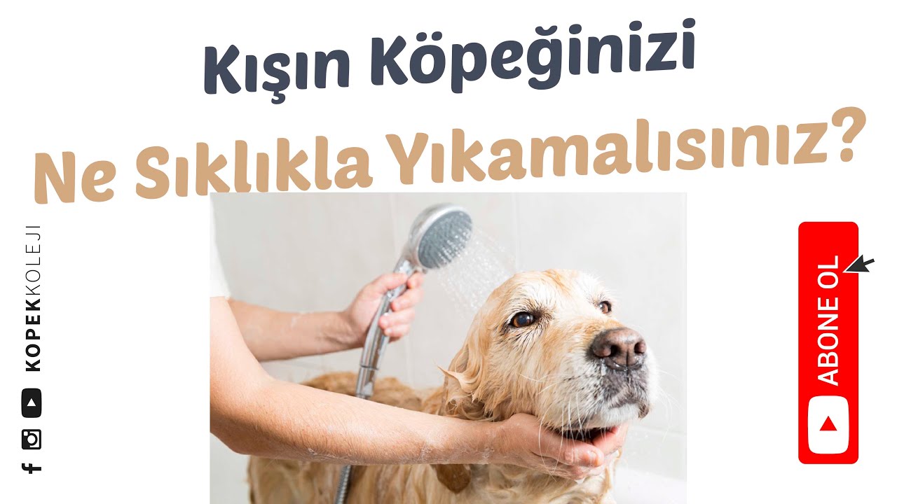 Kışın Köpeğinizi Ne Sıklıkla Yıkamalısınız?