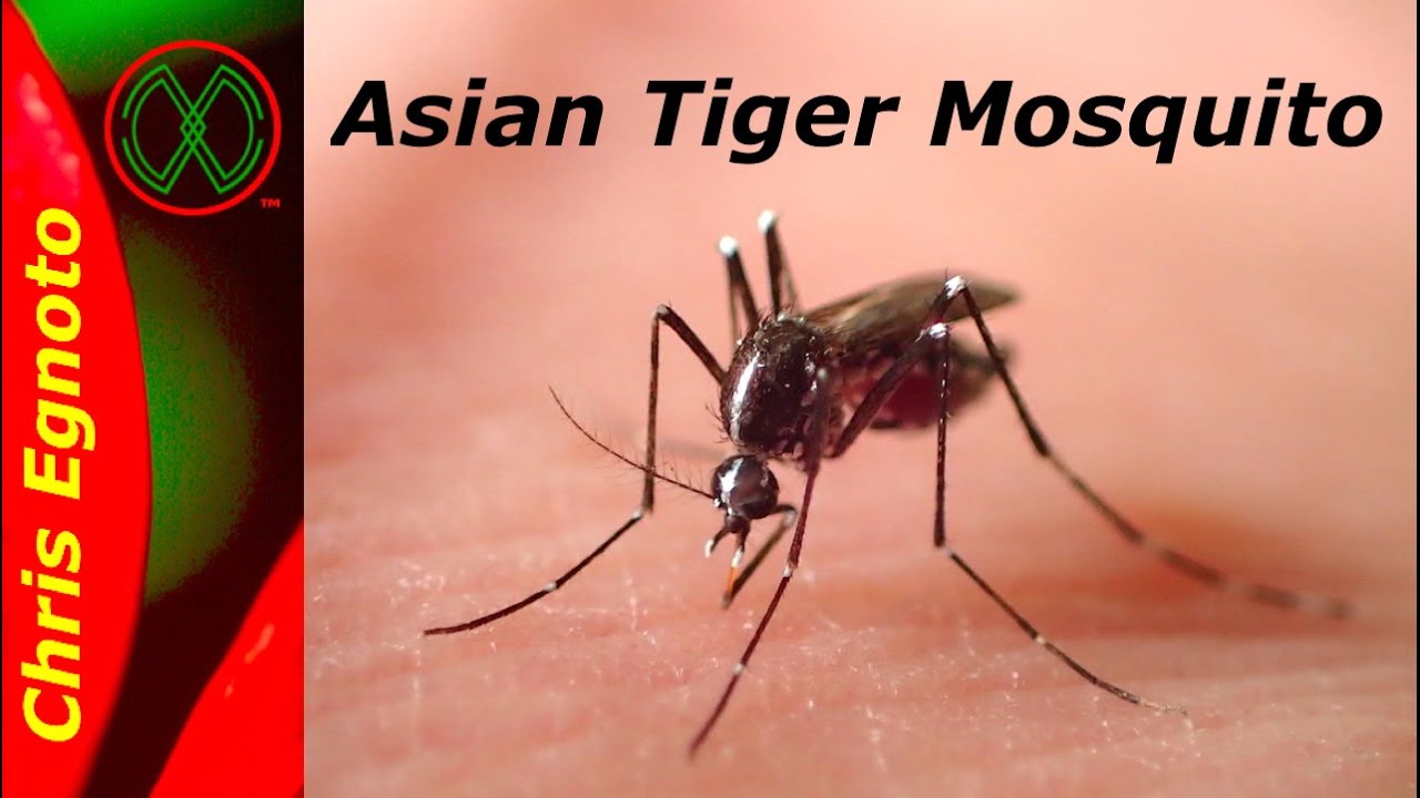 Asian Tiger Mosquito - The mosquito to fear. ALERT!