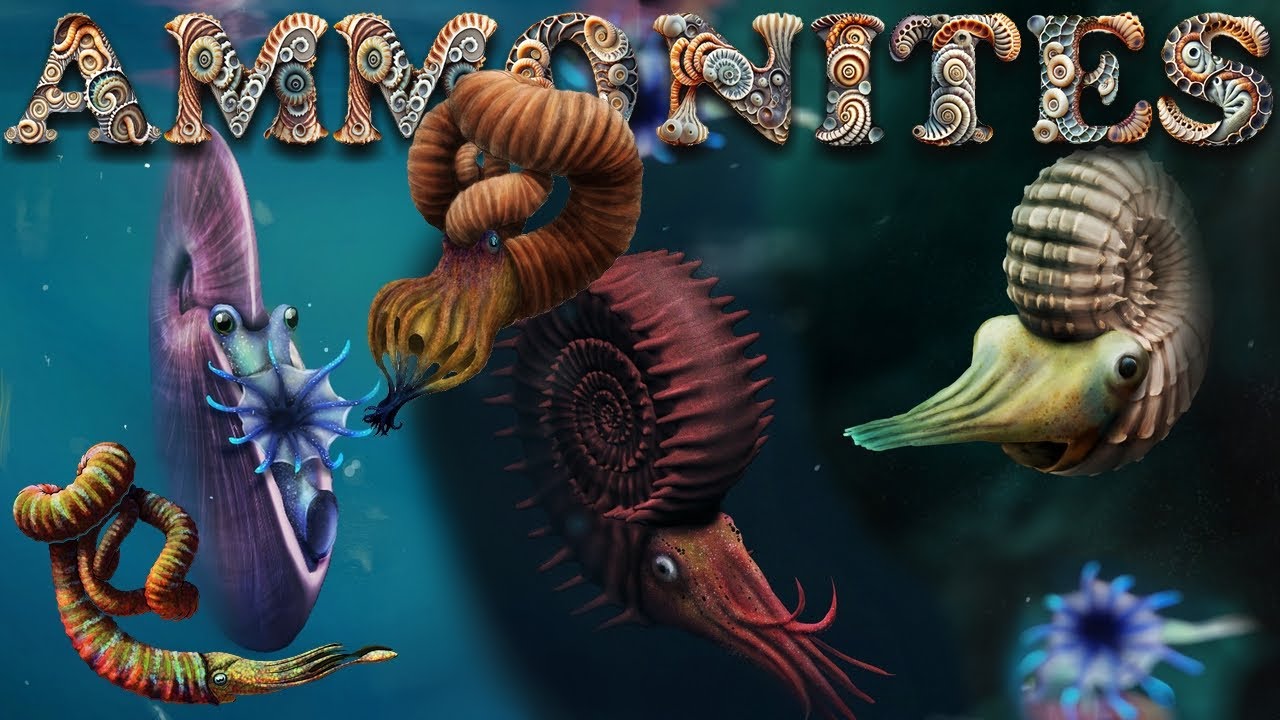 World of AMMONITES