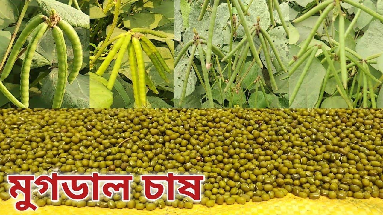 মুগডাল চাষ। গ্ৰীন মুগডাল চাষ - আমি যেভাবে করেছি। how to grow Mung beans!