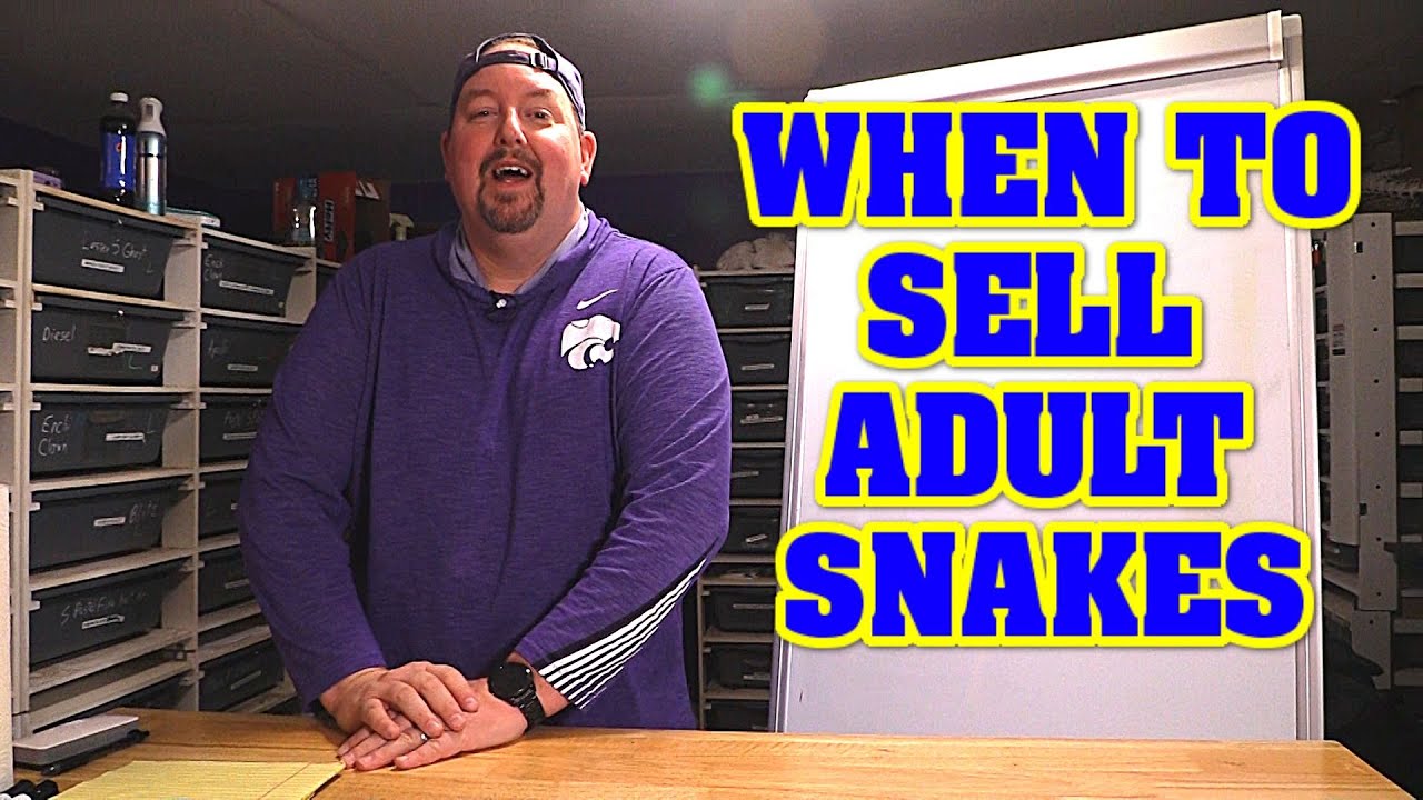 When should you sell ADULT BALL PYTHONS??