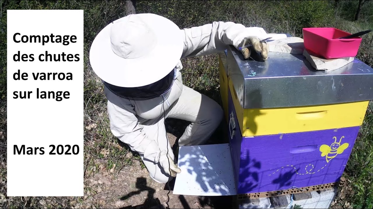 Comptage des chutes de Varroa en début de printemps (méthode sur lange)