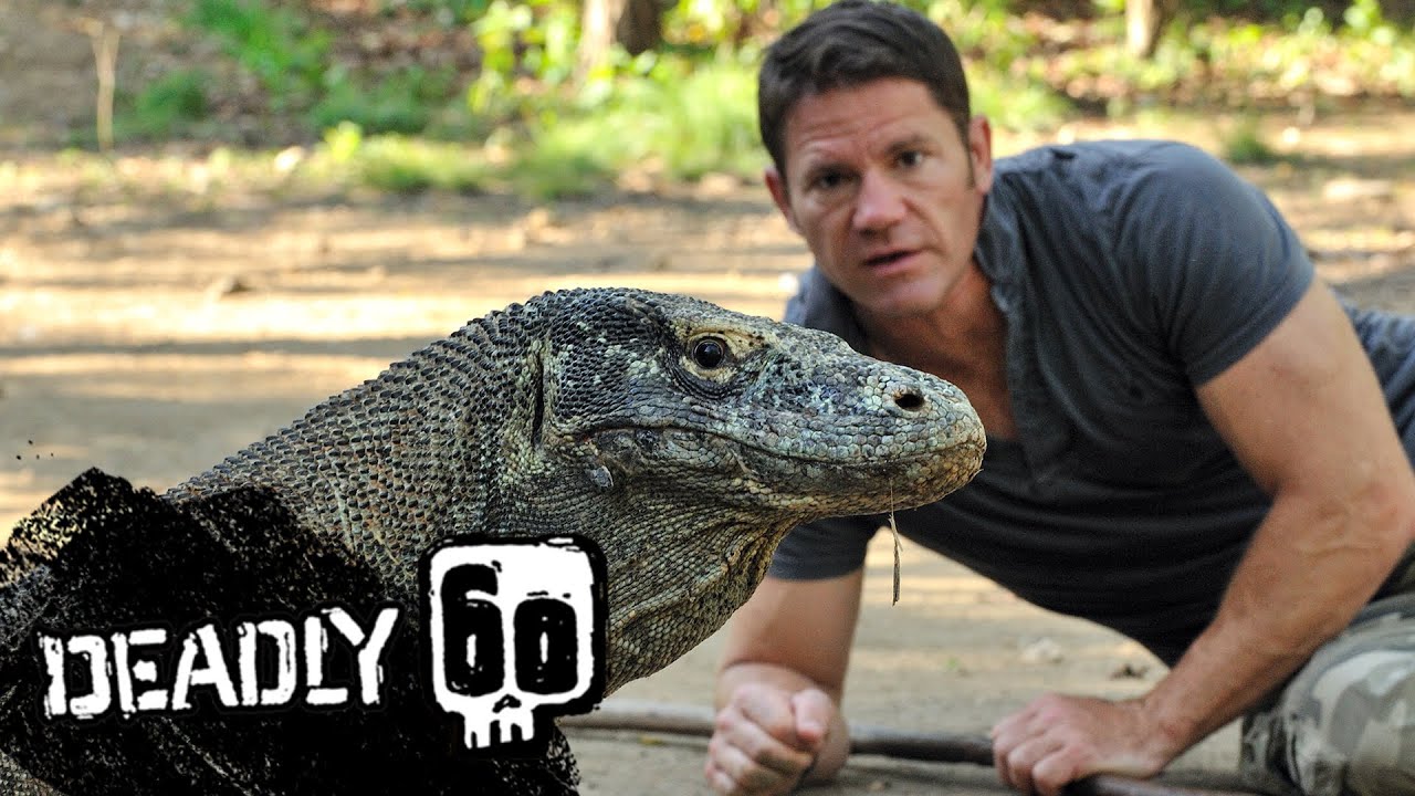 Komodo Dragons Attack! | Deadly 60 | BBC Earth Kids