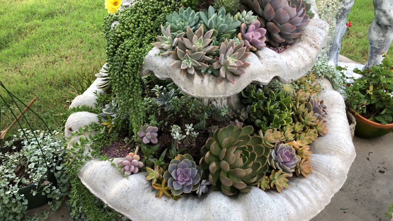 Succulent Fountain last update for this year