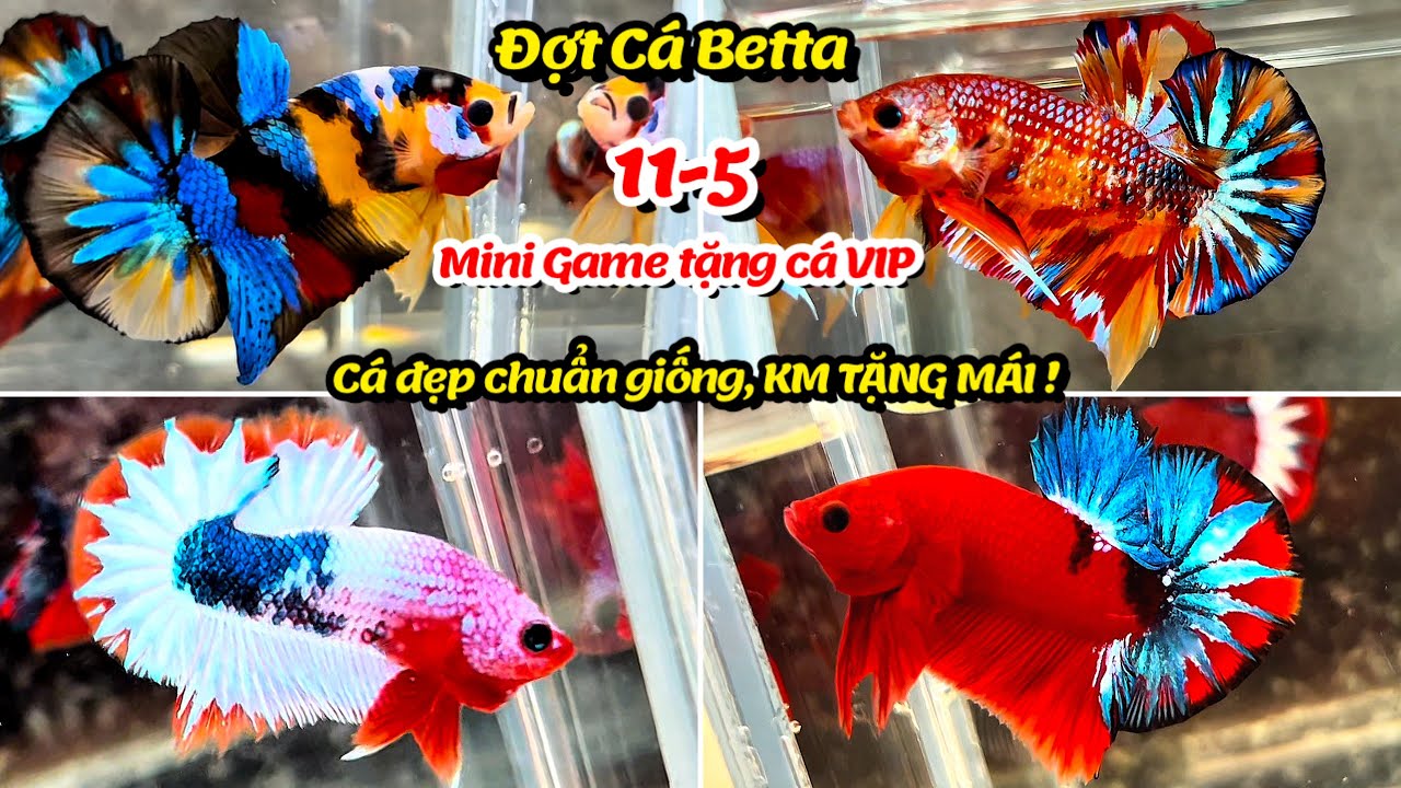 Đợt Cá Betta 11-5 Multicolor Yellow Base, Metalic, FC Red, Yellow, Cam Star KM Cá đẹp chuẩn giống !