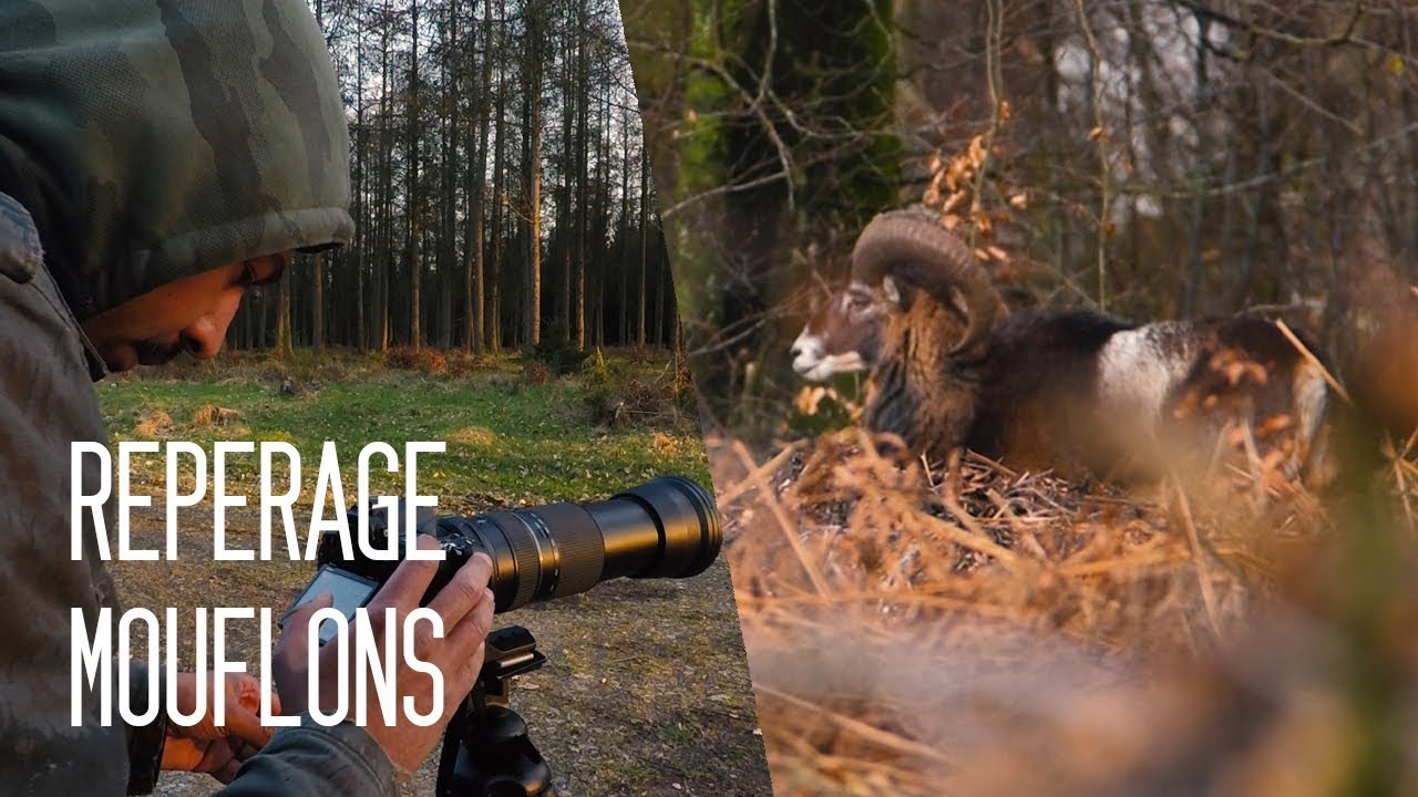 #10 mouflon de corse wallon
