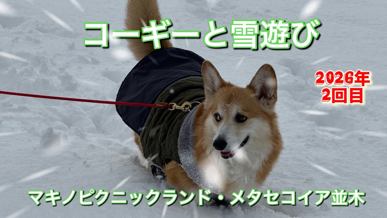 「コーギーと雪遊び（マキノピクニックランド・メタセコイア並木）」2026年2回目。楽しかった雪遊び。＃コーギー＃雪遊び＃メタセコイア並木＃2026年1月