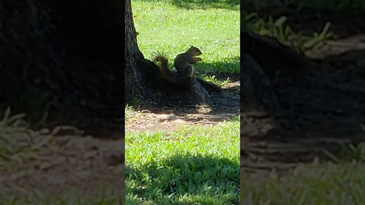 Squirrel Snacking