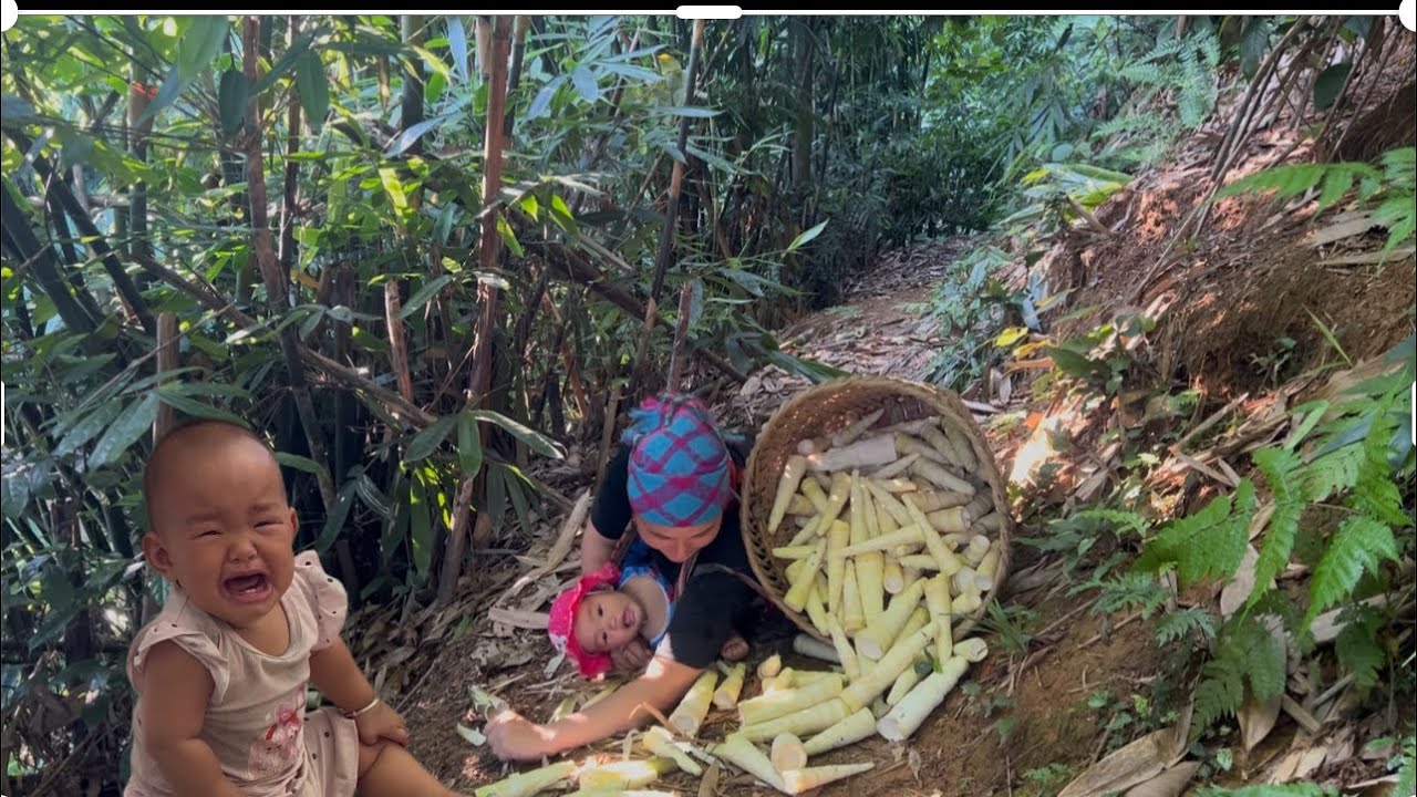 Harvesting Bamboo Shoots for Sale - Life of a Single Mother | Dung life single