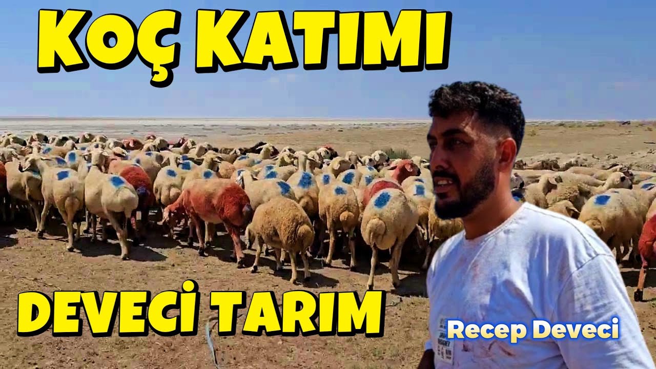 DEVECİ TARIM, KO&Ccedil; KATIMI