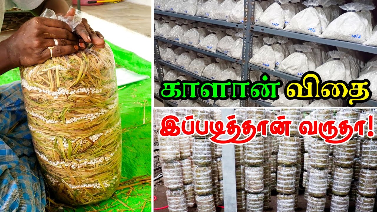 காளான் விதை உற்பத்தி - Mushroom Seed Preparation