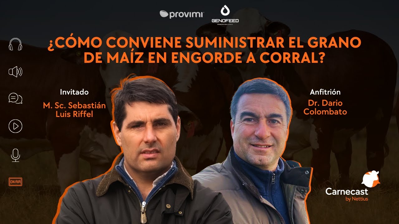 #22 - ¿Cómo conviene suministrar el grano de maíz en engorde a corral? - M.Sc. Sebastián Luis Riffel