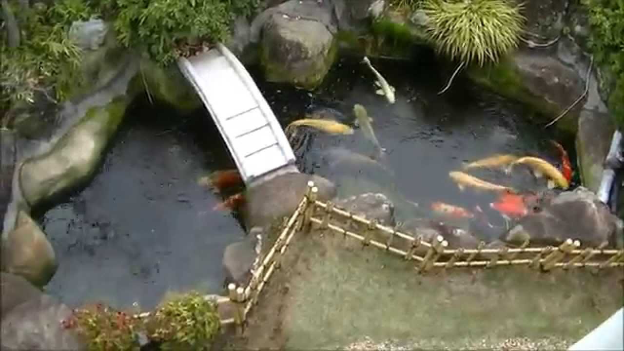 ５ｔ池（錦鯉）