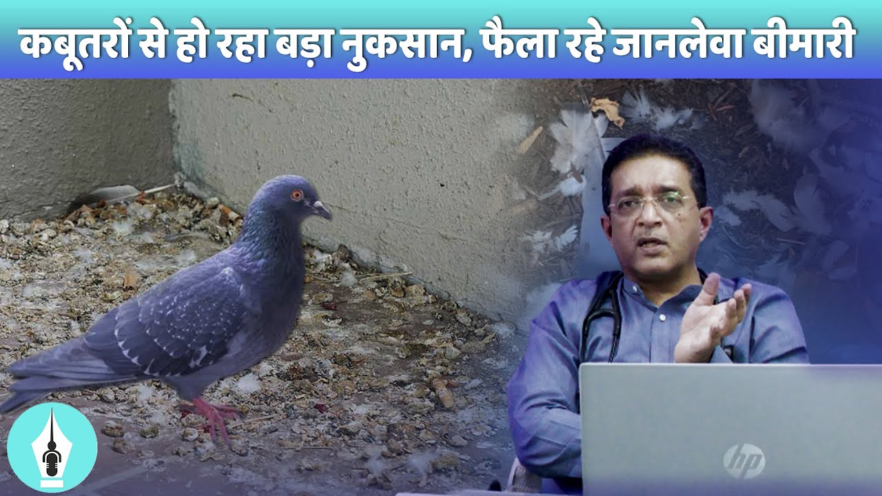 कबूतर की बीट से हो रही है lungs में दिक्कत, जानें Dr. Chander Bowry से || Pigeon Spread Diseases